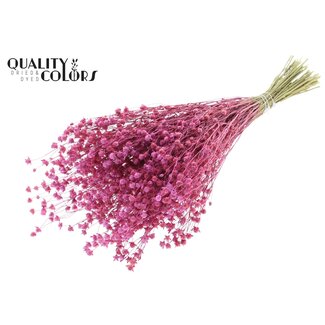 QC Gedroogd Lino Vlas | Kleur: Frosted Kerskleurig | Linum Droogbloemen | Lengte ± 50 centimeter | Gewicht 150 gram | Per bos