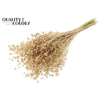 QC Dried Lino Flax | Colour: Antique Gold | Linum Dried Flowers | Length ± 50 centimetres | Weight 150 grams | Per bunch