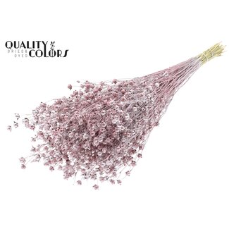 QC Dried Lino Flax | Colour: Champagne with Glitter | Linum Dried Flowers | Length ± 50 centimetres | Weight 150 grams | Per bunch