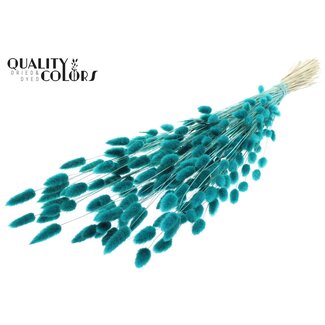 QC Gedroogde Hazenstaartjes Premium | Kleur: Turquoise | Lagurus Ovatus droogbloemen | Lengte ± 70 centimeter | Gewicht 100 gram | Per bos