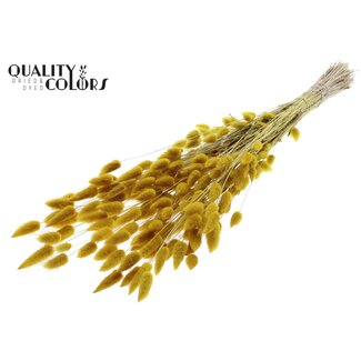 QC Gedroogde Hazenstaartjes Premium | Kleur: Geel | Lagurus Ovatus droogbloemen | Lengte ± 70 centimeter | Gewicht 100 gram | Per bos