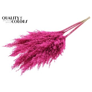 QC Gedroogde Pampas Pluimen | Kleur: Frosted Kerskleurig | Pampas Droogbloemen | Lengte ± 100 centimeter | 5 pluimen per bos | Per bos
