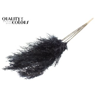 QC Gedroogde Pampas Pluimen | Kleur: Zwart | Pampas Droogbloemen | Lengte ± 100 centimeter | 5 pluimen per bos | Per bos