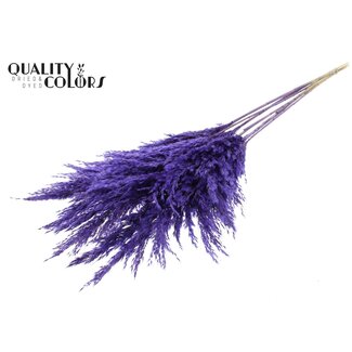 QC Dried Pampas Plumes | Colour: Purple | Pampas Dried Flowers | Length ± 100 centimetres | 5 plumes per bunch | Per bunch