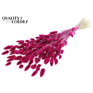 QC Gedroogde Hazenstaartjes Premium | Kleur: Lilakleurig | Lagurus Ovatus droogbloemen | Lengte ± 70 centimeter | Gewicht 100 gram | Per bos