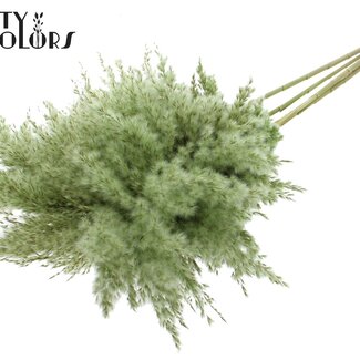 QC Gedroogde Pampas Pluimen | Kleur: Lichtgroen | Pampas Droogbloemen | Lengte ± 100 centimeter | 5 pluimen per bos | Per bos