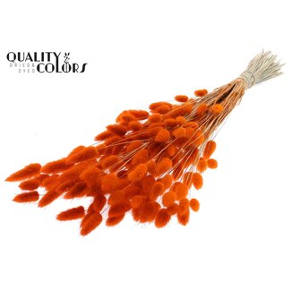 QC Gedroogde Hazenstaartjes Premium | Kleur: Oranje | Lagurus Ovatus droogbloemen | Lengte ± 70 centimeter | Gewicht 100 gram | Per bos