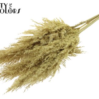 QC Gedroogde Pampas Pluimen | Kleur: Frosted Geel | Pampas Droogbloemen | Lengte ± 100 centimeter | 5 pluimen per bos | Per bos