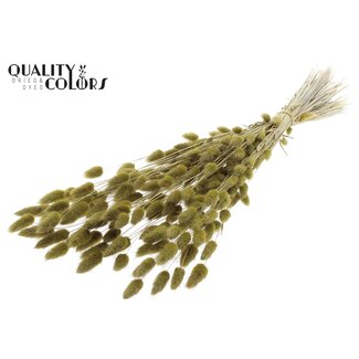 QC Gedroogde Hazenstaartjes Premium | Kleur: Olijfgroen | Lagurus Ovatus droogbloemen | Lengte ± 70 centimeter | Gewicht 100 gram | Per bos