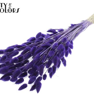 QC Gedroogde Hazenstaartjes Premium | Kleur: Paars | Lagurus Ovatus droogbloemen | Lengte ± 70 centimeter | Gewicht 100 gram | Per bos