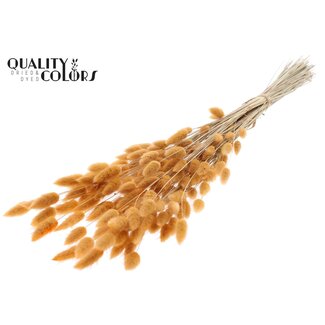 QC Gedroogde Hazenstaartjes Premium | Kleur: Zalmkleurig | Lagurus Ovatus droogbloemen | Lengte ± 70 centimeter | Gewicht 100 gram | Per bos