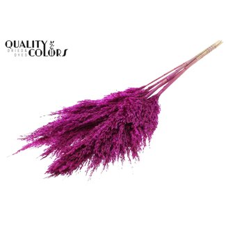 QC Getrocknete Pampasgras Federn | Farbe: Lila | Pampas Trockenblumen | Länge ± 100 Zentimeter | 5 Federn pro Bund | Pro Bund