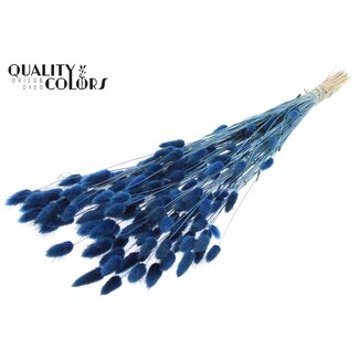 QC Dried Bunny Tails Premium | Colour: Blue | Lagurus Ovatus dried flowers | Length ± 70 centimetres | Weight 100 grams | Per bunch