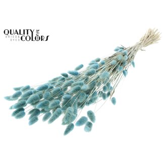 QC Gedroogde Hazenstaartjes Premium | Kleur: Lichtblauw | Lagurus Ovatus droogbloemen | Lengte ± 70 centimeter | Gewicht 100 gram | Per bos