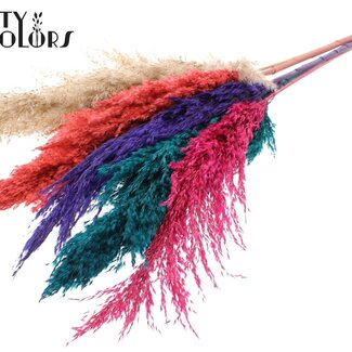 QC Plumes de Pampas Séchées “Coloré 4” | Couleur : Couleurs Mélangées | Fleurs Séchées Pampas | Longueur ± 100 centimètres | 5 plumes par bouquet | Par bouquet