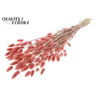 QC Gedroogde Hazenstaartjes Premium | Kleur: Lichtroze | Lagurus Ovatus droogbloemen | Lengte ± 70 centimeter | Gewicht 100 gram | Per bos