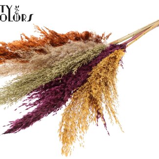 QC Dried Pampas Plumes "Pumpkin Spice Mix" | Colour: Mixed Colours | Pampas Dried Flowers | Length ± 100 centimetres | 5 plumes per bunch | Per bunch