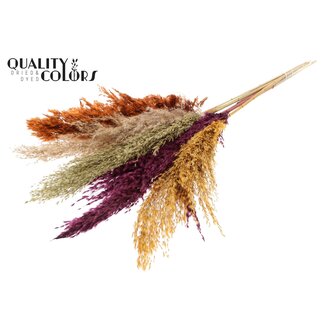 QC Getrocknete Pampasgraswedel „Pumpkin Spice Mix“ | Farbe: Gemischte Farben | Pampas Trockenblumen | Länge ± 100 Zentimeter | 5 Wedel pro Bund | Pro Bund