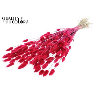 QC Gedroogde Hazenstaartjes Premium | Kleur: Kerskleurig | Lagurus Ovatus droogbloemen | Lengte ± 70 centimeter | Gewicht 100 gram | Per bos
