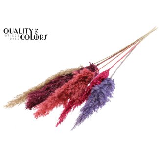 QC Dried Pampas Plumes “Colourful 9” | Colour: Mixed Colours | Pampas Dried Flowers | Length ± 100 centimetres | 5 plumes per bunch | Per bunch