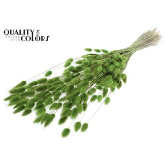 QC Gedroogde Hazenstaartjes Premium | Kleur: Lichtgroen | Lagurus Ovatus droogbloemen | Lengte ± 70 centimeter | Gewicht 100 gram | Per bos