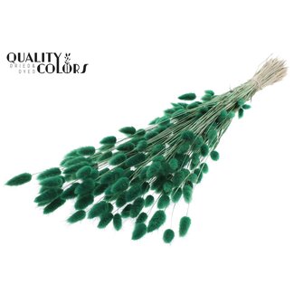 QC Dried Bunny Tails Premium | Colour: Green | Lagurus Ovatus dried flowers | Length ± 70 centimetres | Weight 100 grams | Per bunch