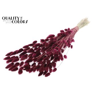 QC Gedroogde Hazenstaartjes Premium | Kleur: Bordeauxrood | Lagurus Ovatus droogbloemen | Lengte ± 70 centimeter | Gewicht 100 gram | Per bos