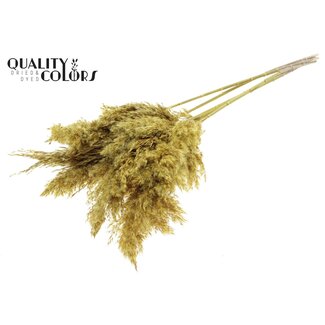 QC Dried Pampas Plumes | Colour: Yellow | Pampas Dried Flowers | Length ± 100 centimetres | 5 plumes per bunch | Per bunch