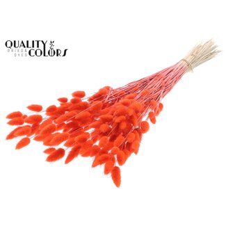 QC Gedroogde Hazenstaartjes Premium | Kleur: Koraalkleurig | Lagurus Ovatus droogbloemen | Lengte ± 70 centimeter | Gewicht 100 gram | Per bos