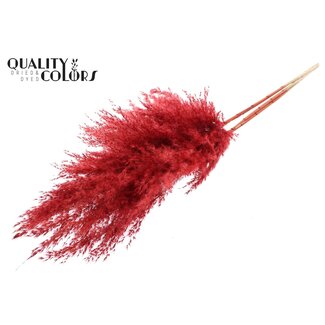 QC Dried Pampas Plumes | Colour: Red | Pampas Dried Flowers | Length ± 100 centimetres | 5 plumes per bunch | Per bunch