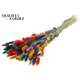 QC Gedroogde Hazenstaartjes Premium | Kleurrijk 5 | Kleur: Gemengde Kleuren | Lagurus Ovatus droogbloemen | Lengte ± 70 centimeter | Gewicht 100 gram | Per bos