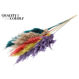 QC Getrocknete Pampaswedel „Bunt 5“ | Farbe: Gemischte Farben | Pampas Trockenblumen | Länge ± 100 Zentimeter | 5 Wedel pro Bund | Pro Bund