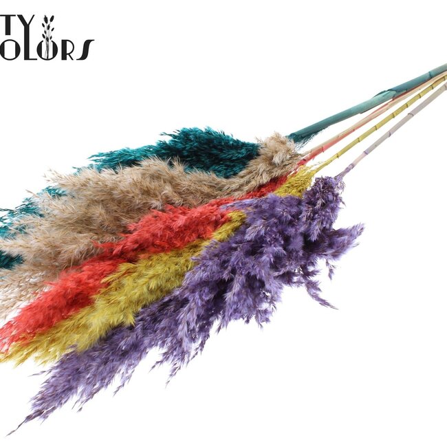 Plumes de Pampas Séchées “Coloré 5” | Couleur : Couleurs Mélangées | Fleurs Séchées Pampas | Longueur ± 100 centimètres | 5 plumes par bouquet | Par bouquet