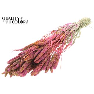 QC Gedroogde Gierst | Kleur: Meerkleurig Kerskleurig | Pennisetum Droogbloemen | Lengte ± 60 centimeter | Gewicht 250 gram | Per bos
