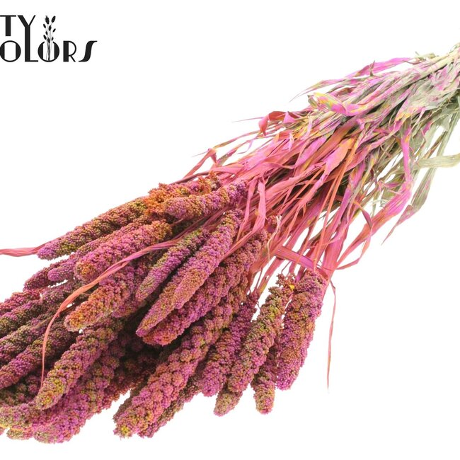 Millet Séché | Couleur : Multicolore Cerise | Pennisetum Fleurs Séchées | Longueur ± 60 centimètres | Poids 250 grammes | Par bouquet