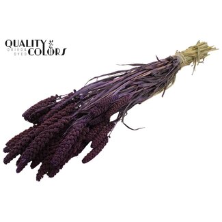 QC Gedroogde Gierst | Kleur: Paars | Pennisetum Droogbloemen | Lengte ± 70 centimeter | Gewicht 250 gram | Per bos