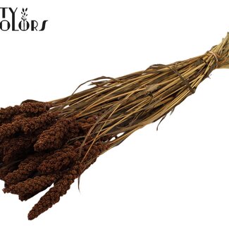 QC Dried Millet | Colour: Brown | Pennisetum Dried Flowers | Length ± 70 centimetres | Weight 250 grams | Per bunch