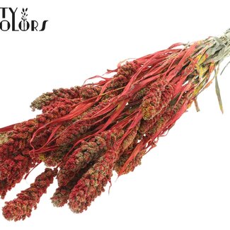 QC Getrocknete Hirse | Farbe: Mehrfarbig Rot | Pennisetum Trockenblumen | Länge ± 60 Zentimeter | Gewicht 250 Gramm | Pro Bund