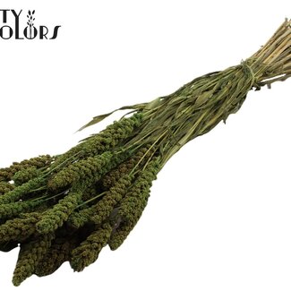 QC Millet séché | Couleur : Vert clair | Pennisetum Fleurs séchées | Longueur ± 70 centimètres | Poids 250 grammes | Par bouquet