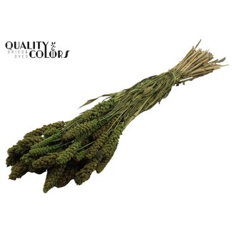 QC Gedroogde Gierst | Kleur: Lichtgroen | Pennisetum Droogbloemen | Lengte ± 70 centimeter | Gewicht 250 gram | Per bos