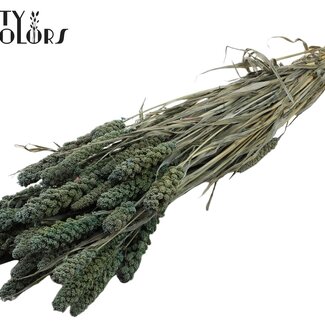 QC Dried Millet | Colour: Frosted Blue | Pennisetum Dried Flowers | Length ± 70 centimetres | Weight 250 grams | Per bunch