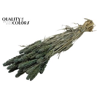 QC Gedroogde Gierst | Kleur: Frosted Blauw | Pennisetum Droogbloemen | Lengte ± 70 centimeter | Gewicht 250 gram | Per bos