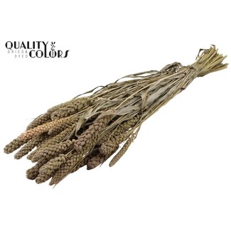 QC Gedroogde Gierst | Kleur: Frosted Naturelle Wit | Pennisetum Droogbloemen | Lengte ± 70 centimeter | Gewicht 250 gram | Per bos