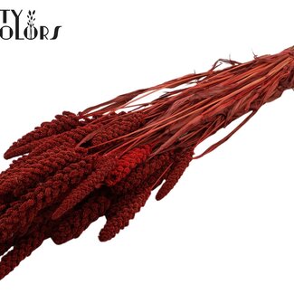 QC Dried Millet | Colour: Red | Pennisetum Dried Flowers | Length ± 70 centimetres | Weight 250 grams | Per bunch