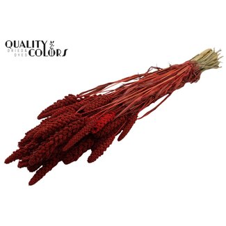 QC Gedroogde Gierst | Kleur: Rood | Pennisetum Droogbloemen | Lengte ± 70 centimeter | Gewicht 250 gram | Per bos