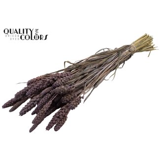 QC Gedroogde Gierst | Kleur: Frosted Milkapaars | Pennisetum Droogbloemen | Lengte ± 70 centimeter | Gewicht 250 gram | Per bos
