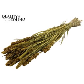 QC Gedroogde Gierst | Kleur: Geel | Pennisetum Droogbloemen | Lengte ± 70 centimeter | Gewicht 250 gram | Per bos