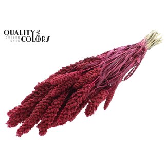 QC Dried Millet | Colour: Cherry-coloured | Pennisetum Dried Flowers | Length ± 70 centimetres | Weight 250 grams | Per bunch