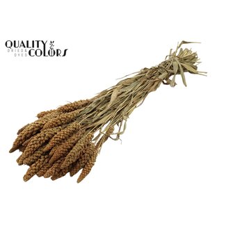 QC Millet séché | Couleur : Naturelle | Pennisetum Fleurs séchées | Longueur ± 70 centimètres | Poids 250 grammes | Par bouquet