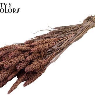 QC Millet séché | Couleur : Rose givré | Pennisetum fleurs séchées | Longueur ± 70 centimètres | Poids 250 grammes | Par bouquet
